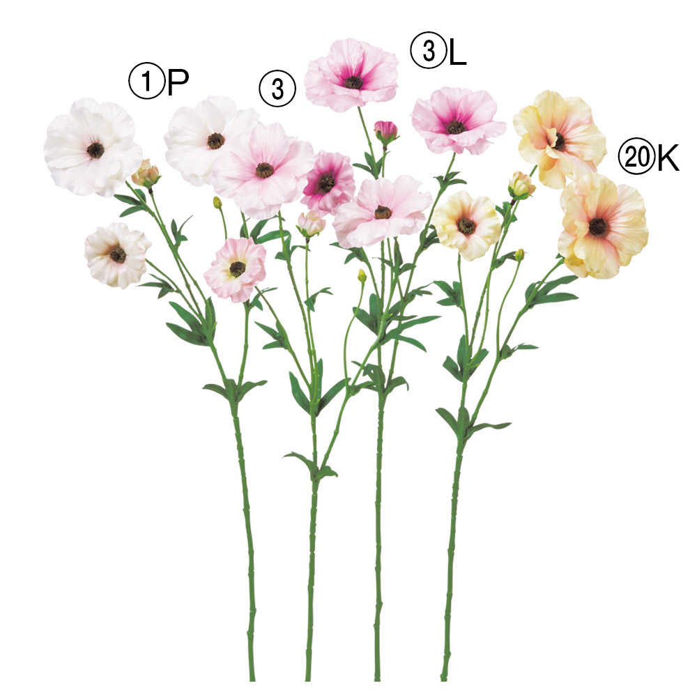 ラナンキュラス×3つぼみ×1