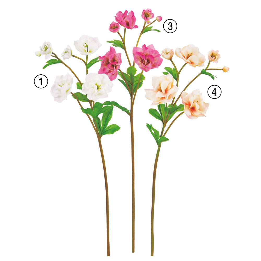 クリスマスローズ×5つぼみ×1