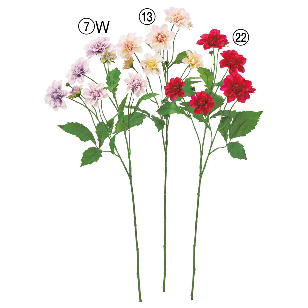 ダリア×7つぼみ×4