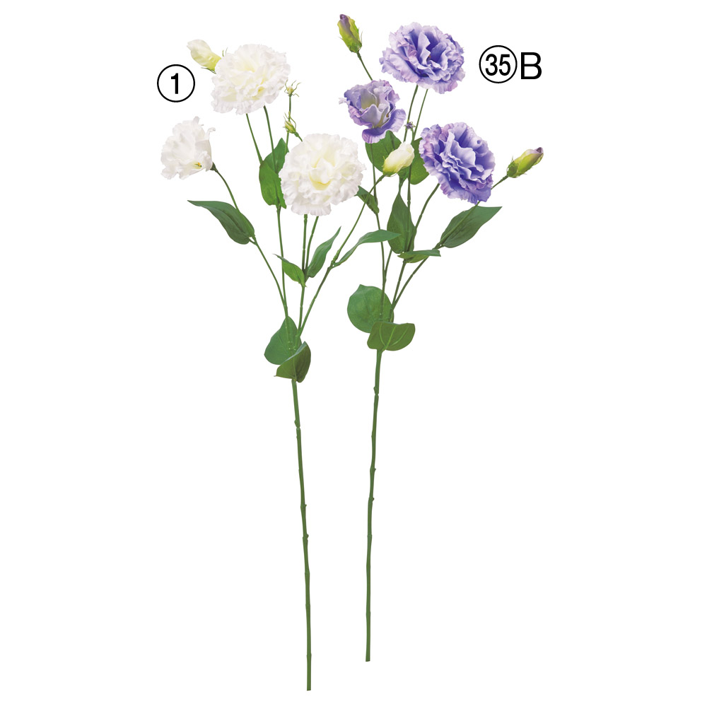 トルコギキョウ×3つぼみ×3