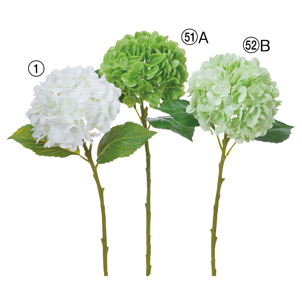 ハイドランジア