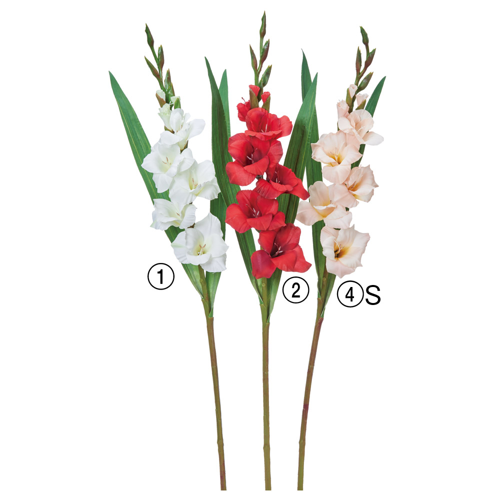 グラジオラス×5つぼみ×8