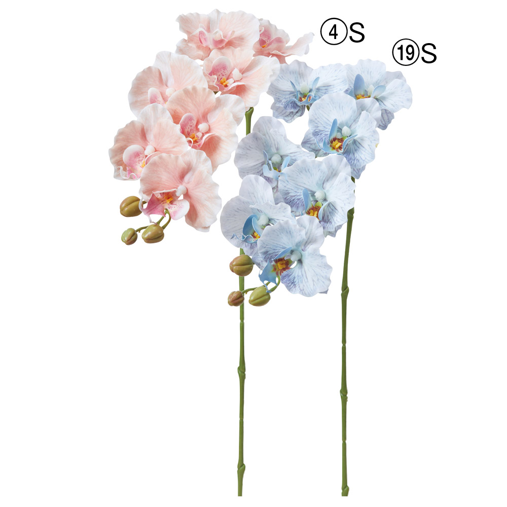 コチョウラン×7つぼみ×3