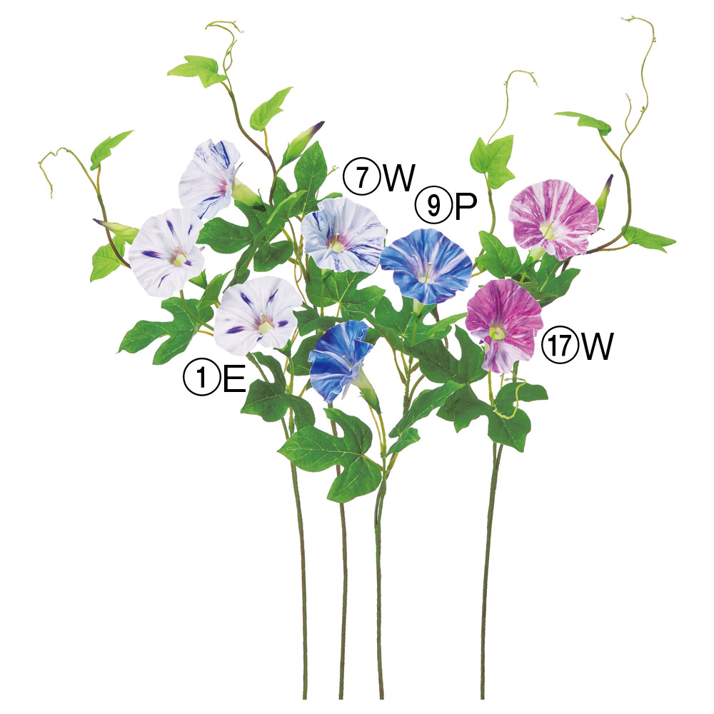 アサガオ×2つぼみ×1