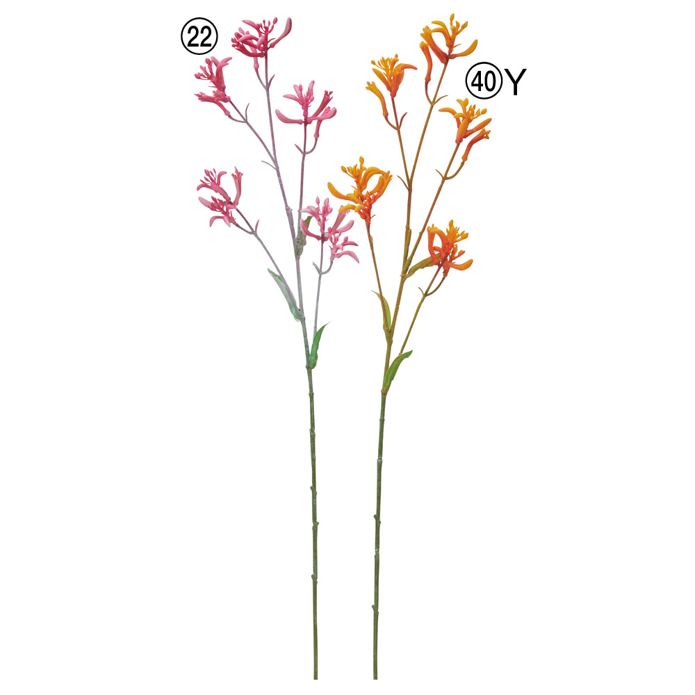 カンガルーポー