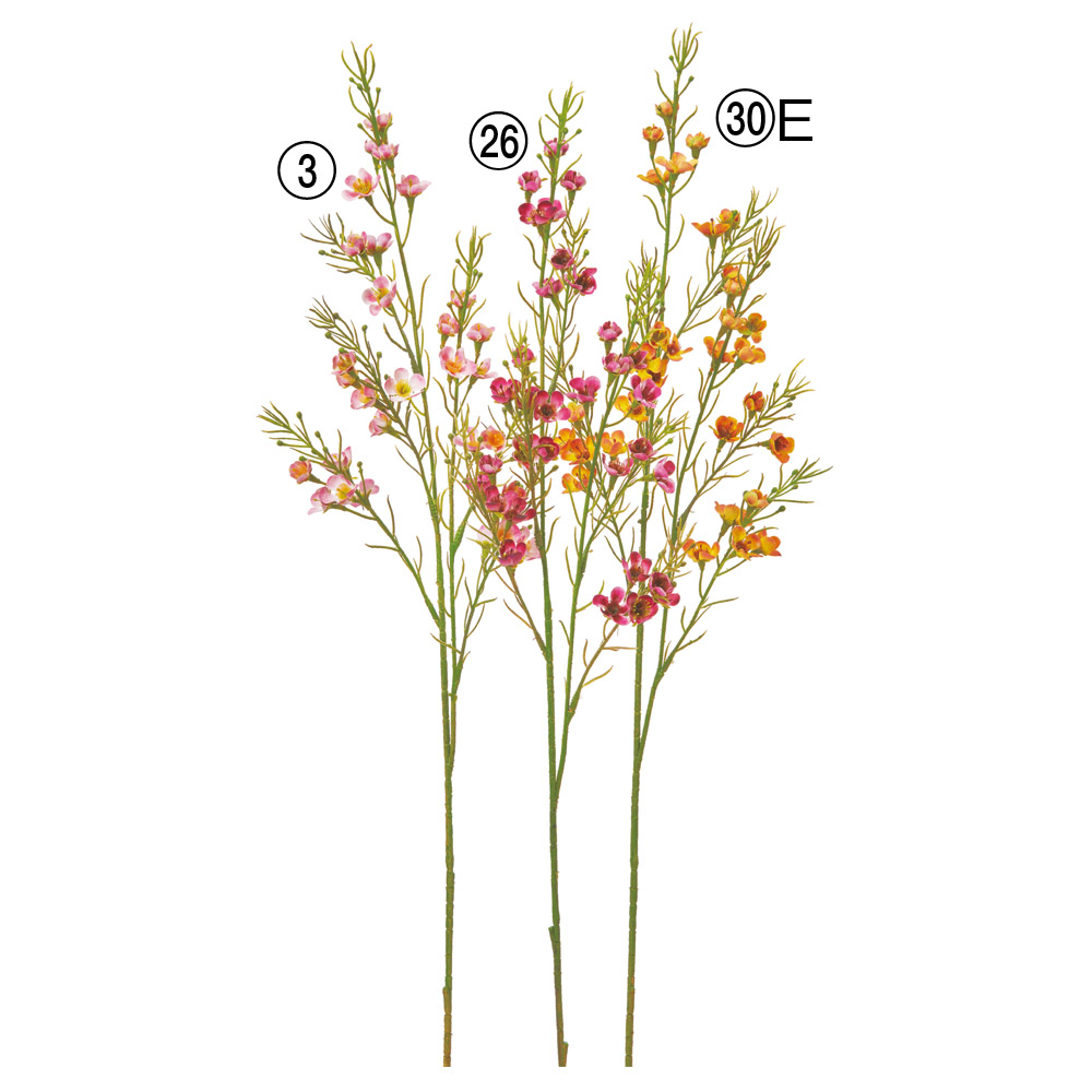 ワックスフラワー×31