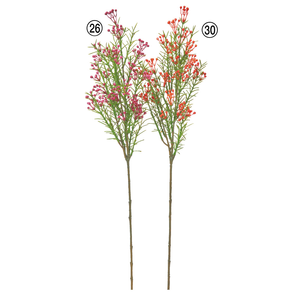 ワックスフラワー