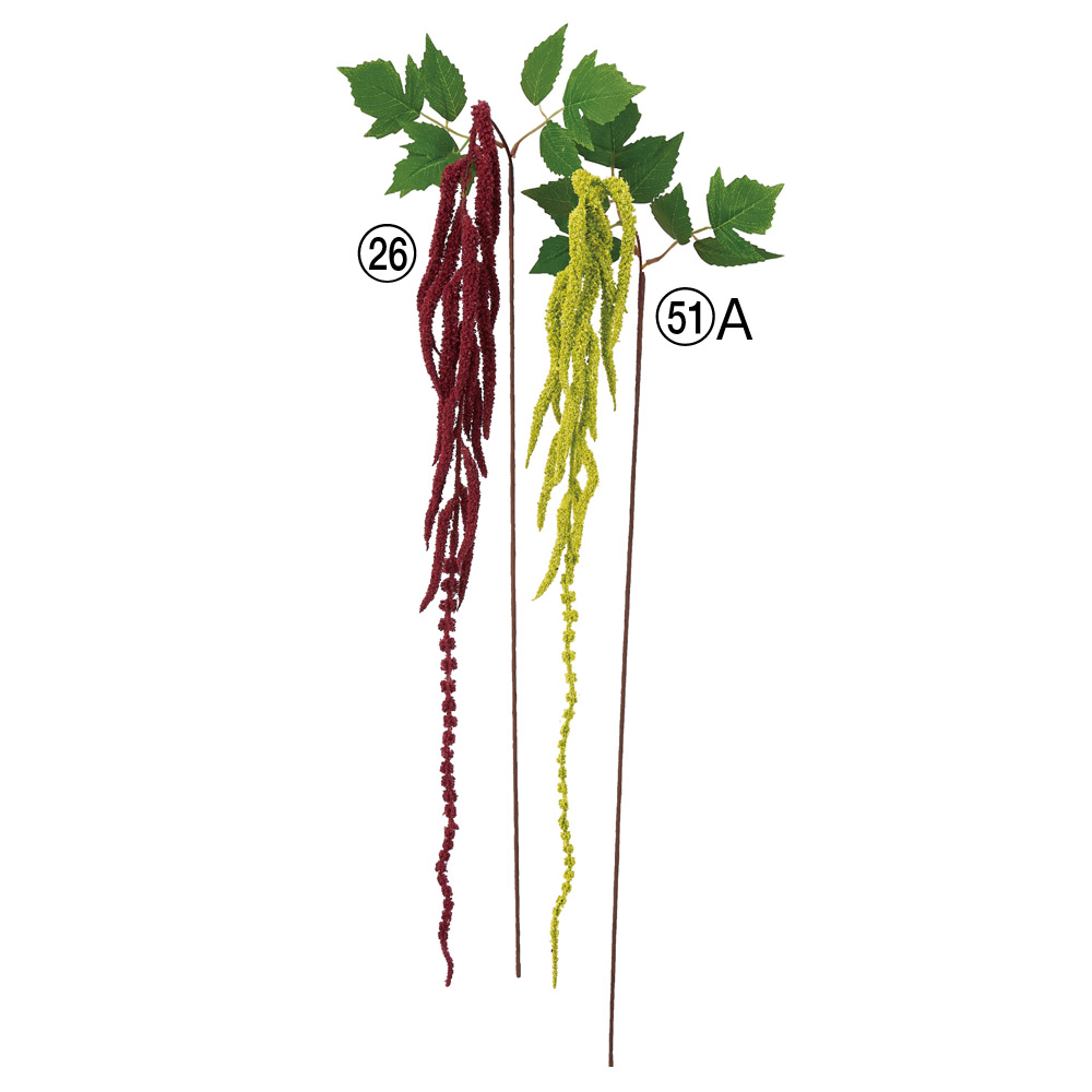 アマランサス×16
