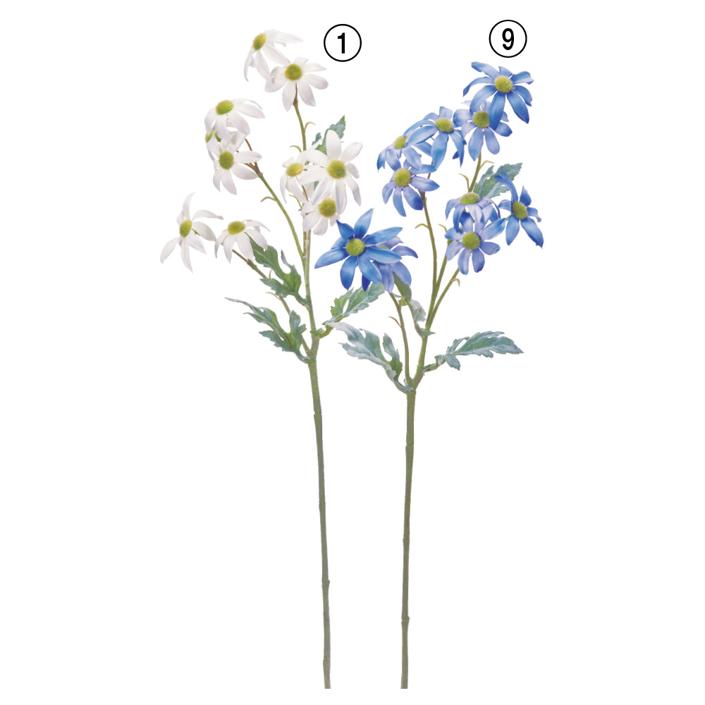 フランネルフラワー×10