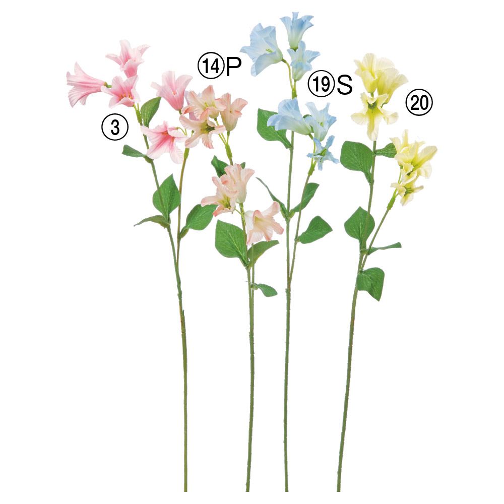 カンパニュラ×6