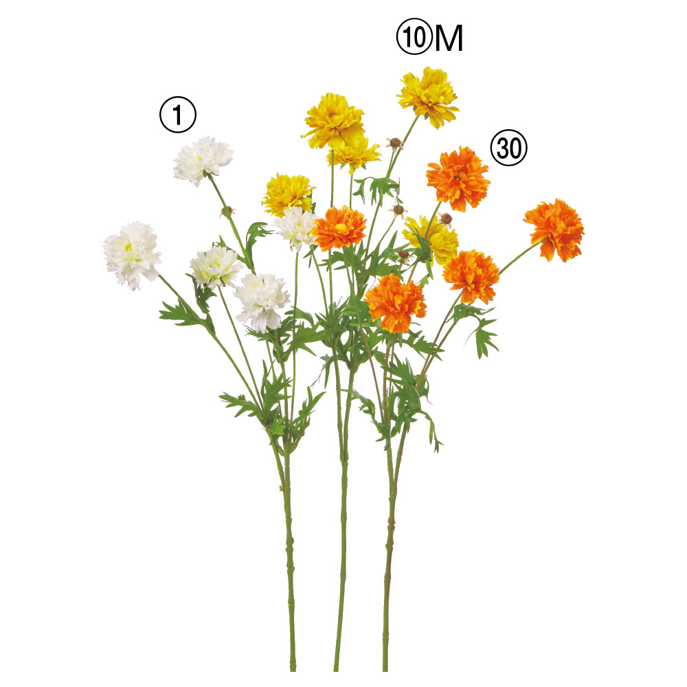 キバナコスモス×5つぼみ×2