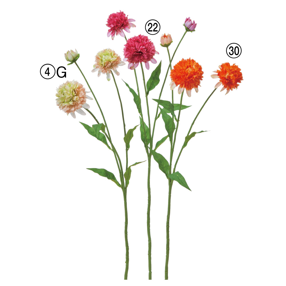 エキナセア×2つぼみ×1