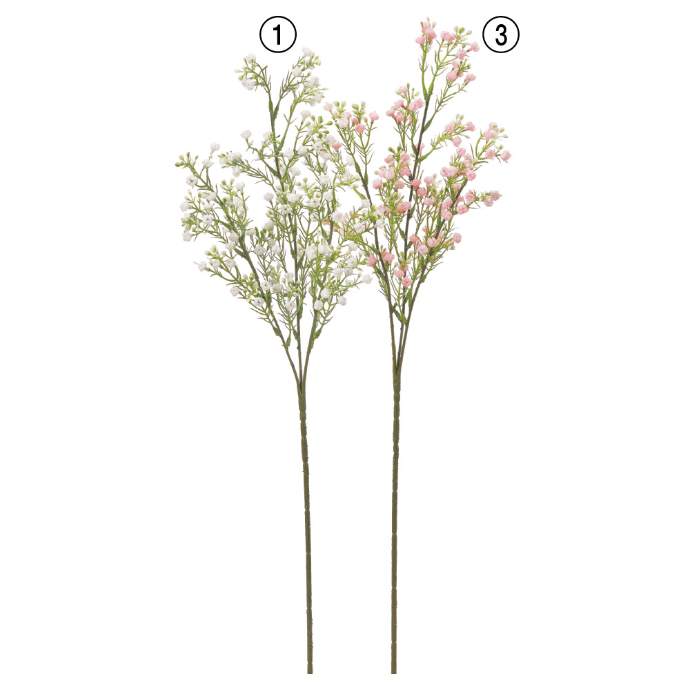 ジプソフィラ×120