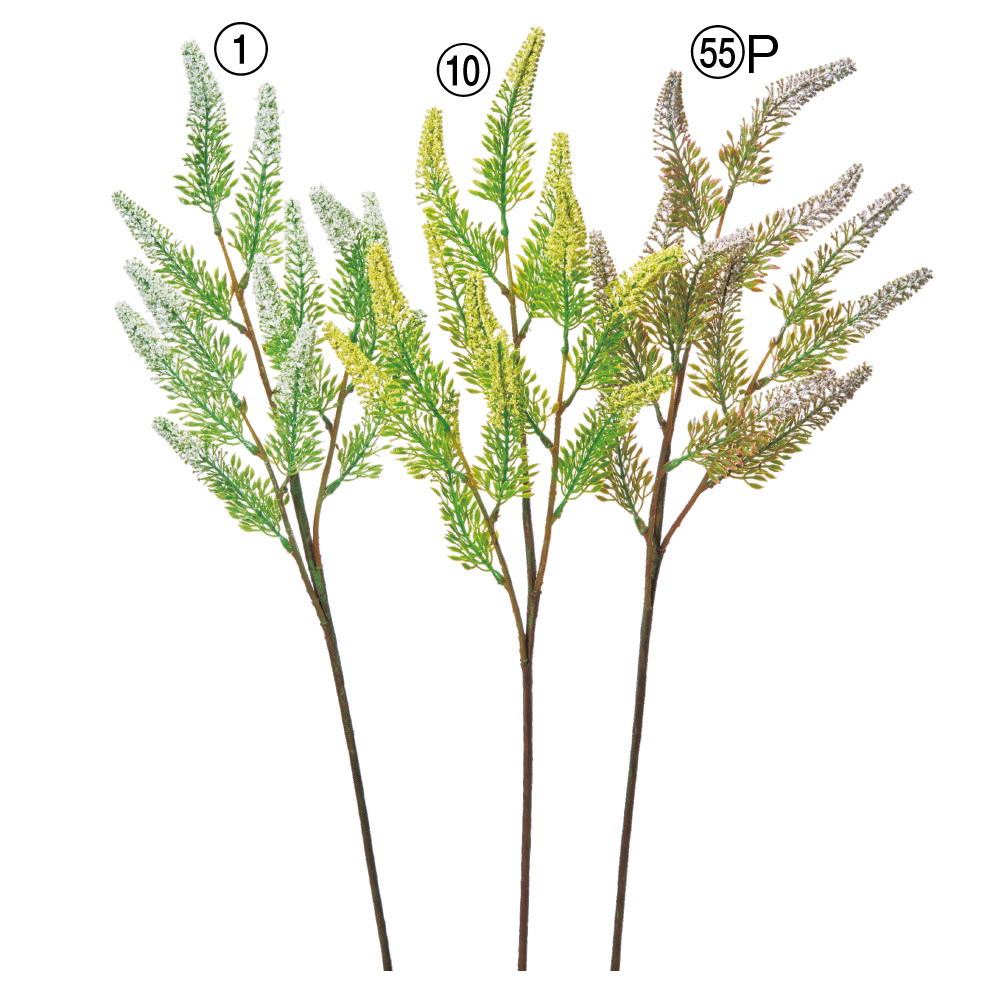 エリカスプレー×12