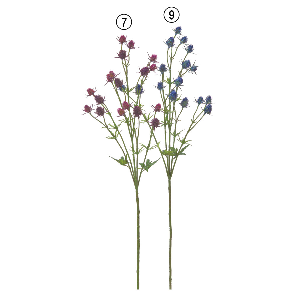 エリンジウム×18