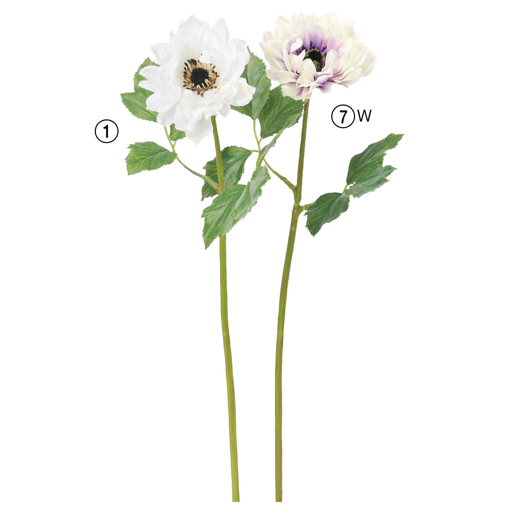 アネモネ 商品案内 株式会社アスカ商会